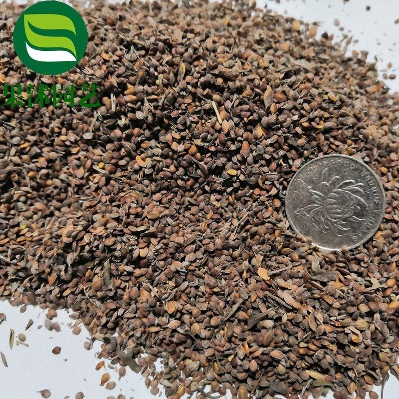 胡枝子种子萩胡枝条扫皮随军茶水土保持固土护坡饲用牧草多年