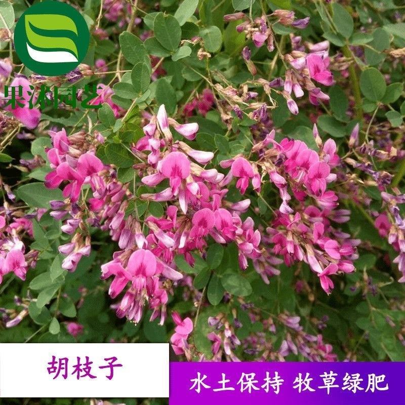 胡枝子种子萩胡枝条扫皮随军茶水土保持固土护坡饲用牧草多年