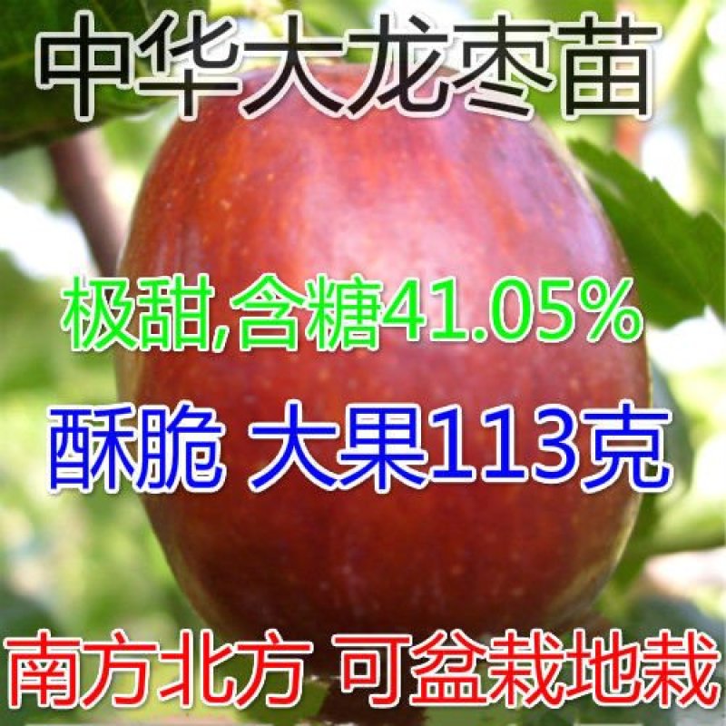 【新品热销】冬枣苗甜脆枣和田枣苗灰枣苗现挖现发