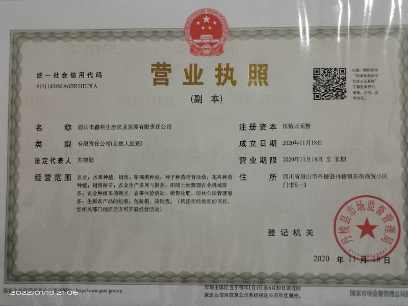 华美7号枝条，欢迎实地考察，快递包邮，数量大可砍价
