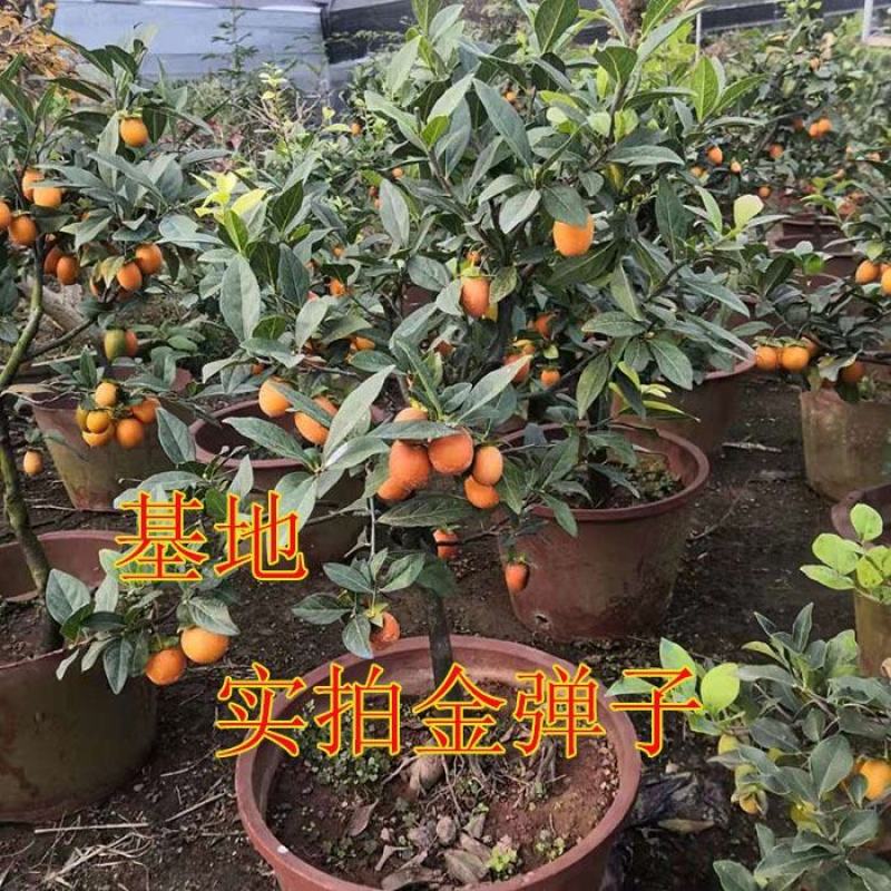 新采金弹子种子鸡血红老鸦柿种子乌柿葫芦果灯泡型高档盆景树