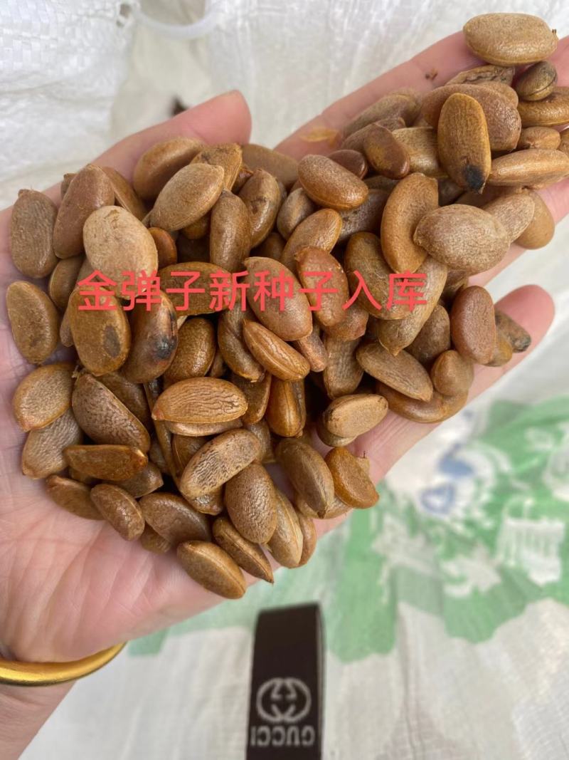 新采金弹子种子鸡血红老鸦柿种子乌柿葫芦果灯泡型高档盆景树