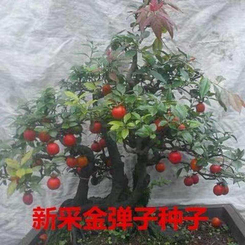 新采金弹子种子鸡血红老鸦柿种子乌柿葫芦果灯泡型高档盆景树