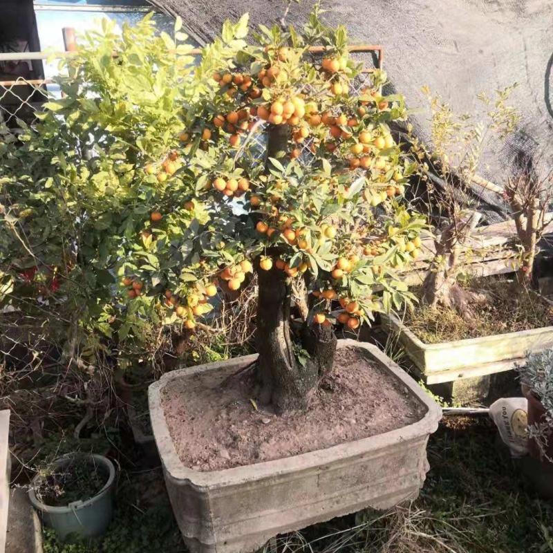 新采金弹子种子鸡血红老鸦柿种子乌柿葫芦果灯泡型高档盆景树
