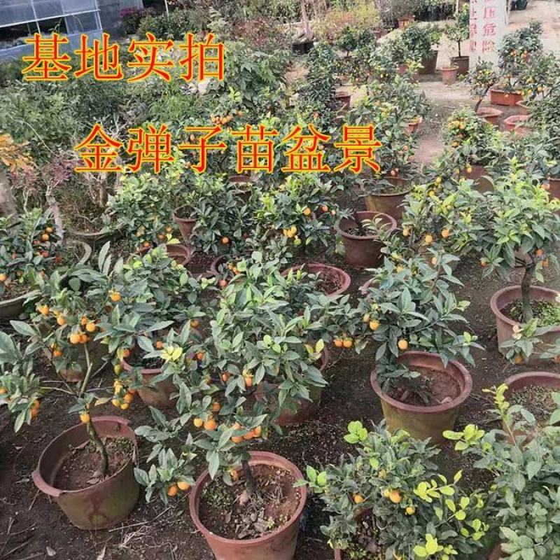 新采金弹子种子鸡血红老鸦柿种子乌柿葫芦果灯泡型高档盆景树