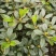 安酷杜鹃，四季杜鹃，耐寒耐髙温的多季节开花杜鹃