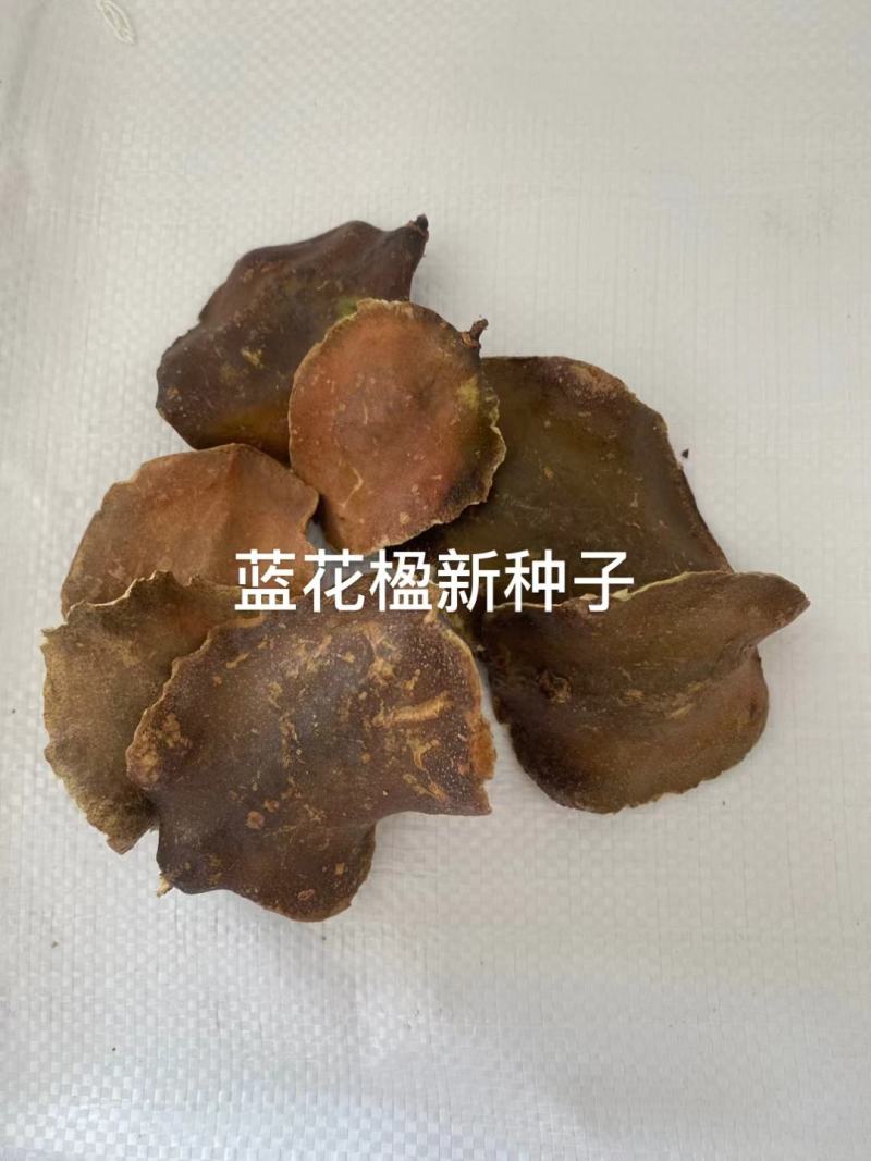 蓝花楹种子带壳林木种籽国产散装四季多年生工程绿化观叶种孑