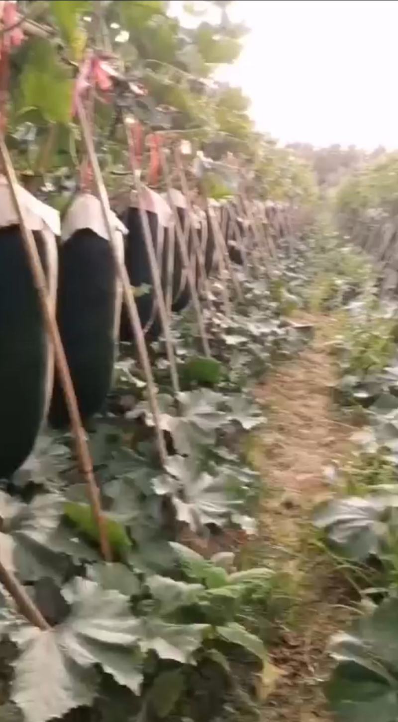 广西钦州黑皮冬瓜，短条出口冬瓜，卓艺品种，产地甄选价低