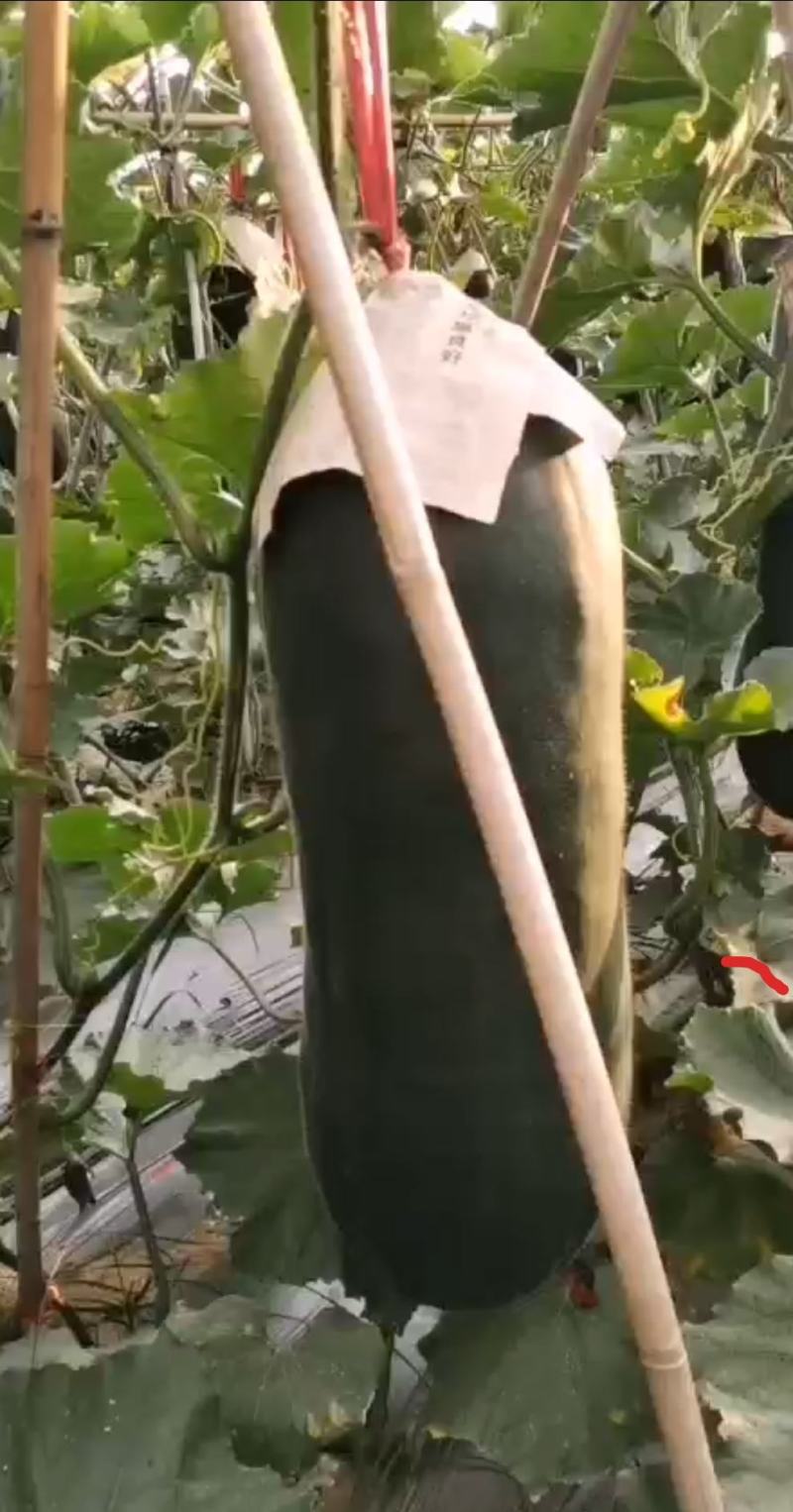 广西钦州黑皮冬瓜，短条出口冬瓜，卓艺品种，产地甄选价低