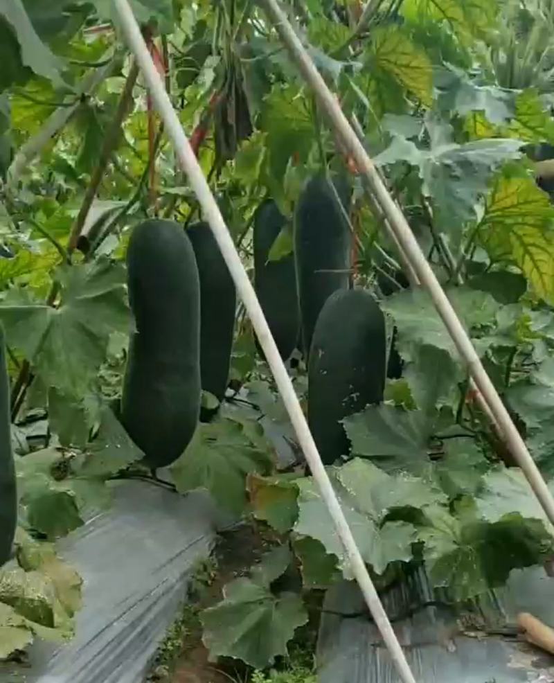 广西钦州黑皮冬瓜，短条出口冬瓜，卓艺品种，产地甄选价低