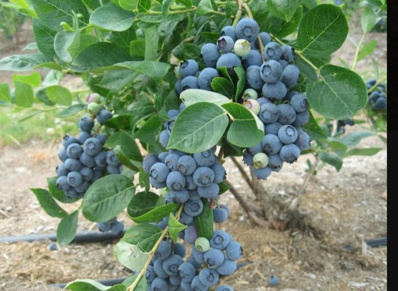 蓝莓苗蓝莓树苗盆栽地栽带土南方北方种植当年结果蓝美一号