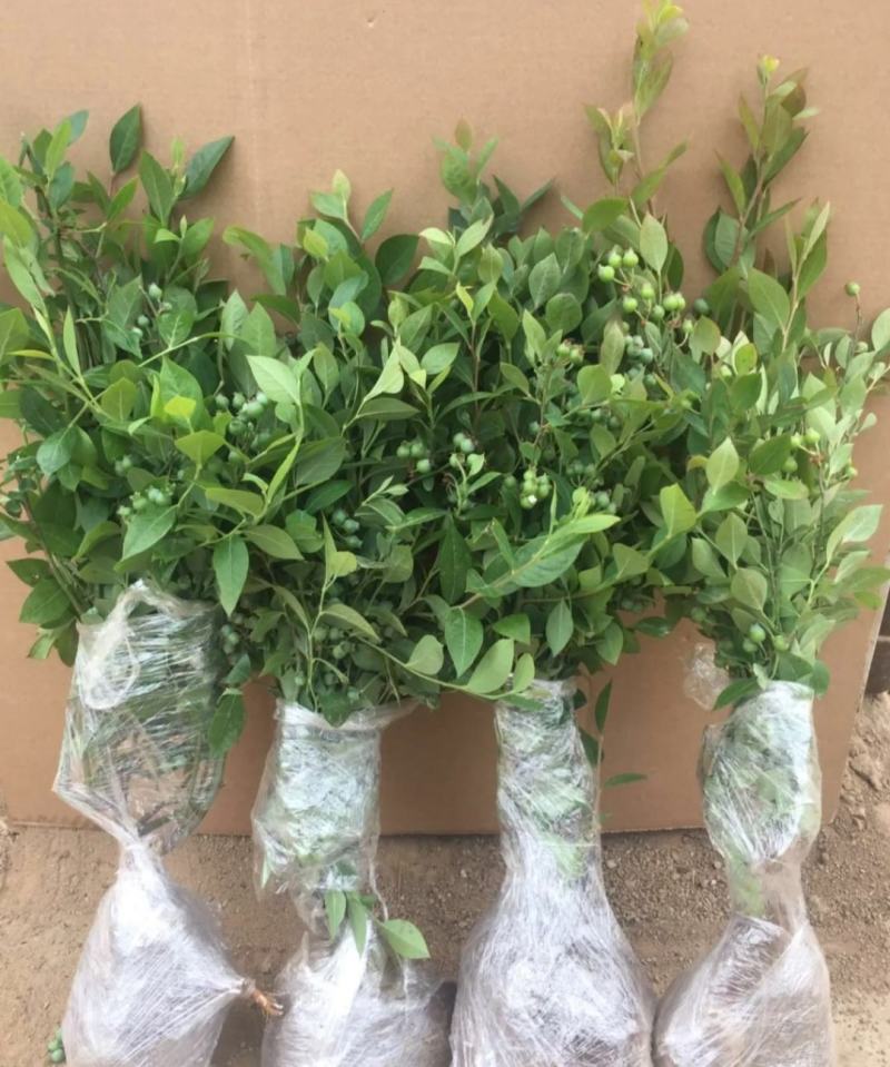 蓝莓苗蓝莓树苗盆栽地栽带土南方北方种植当年结果蓝美一号