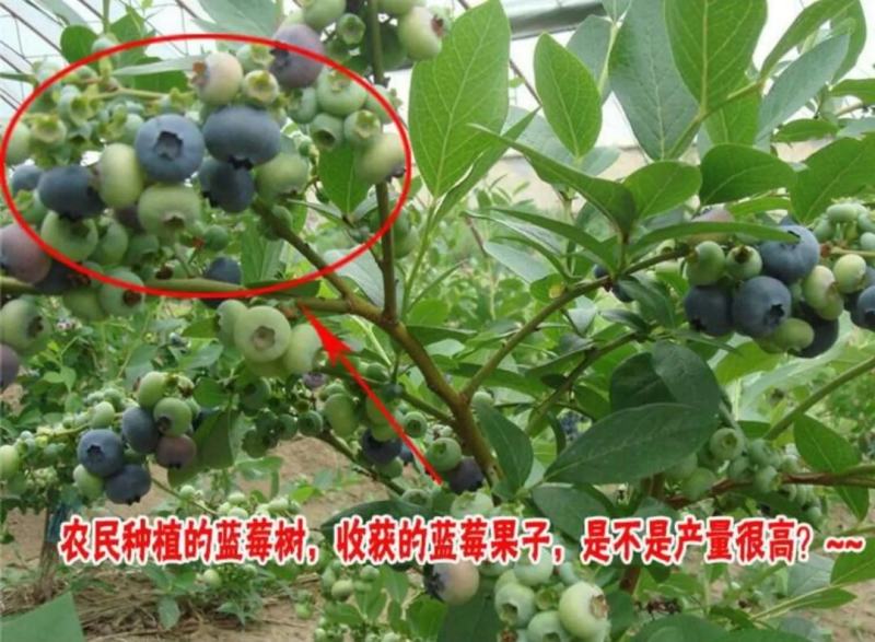 蓝莓苗蓝莓树苗盆栽地栽带土南方北方种植当年结果蓝美一号