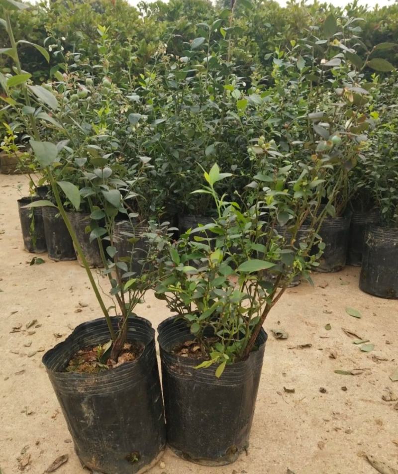 蓝莓苗蓝莓树苗盆栽地栽带土南方北方种植当年结果蓝美一号