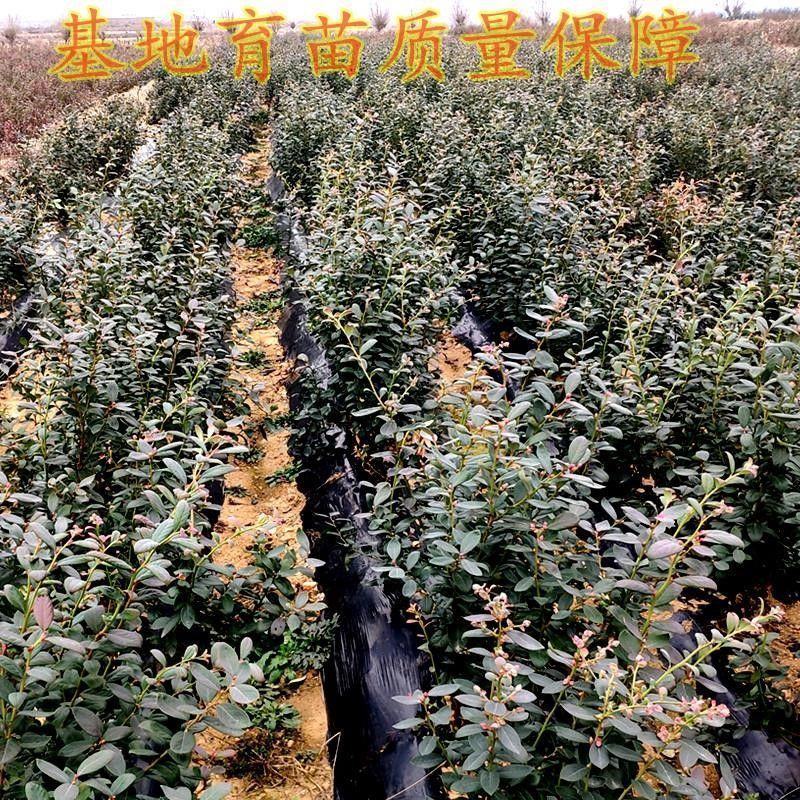 蓝莓苗蓝莓树苗盆栽地栽带土南方北方种植当年结果蓝美一号