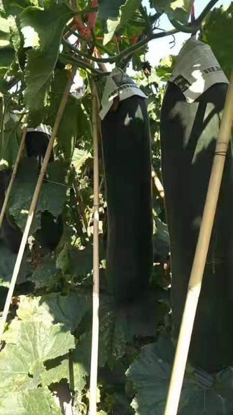 广西博白黑皮冬瓜铁心冬瓜黑皮冬瓜质量保证有售后包赔