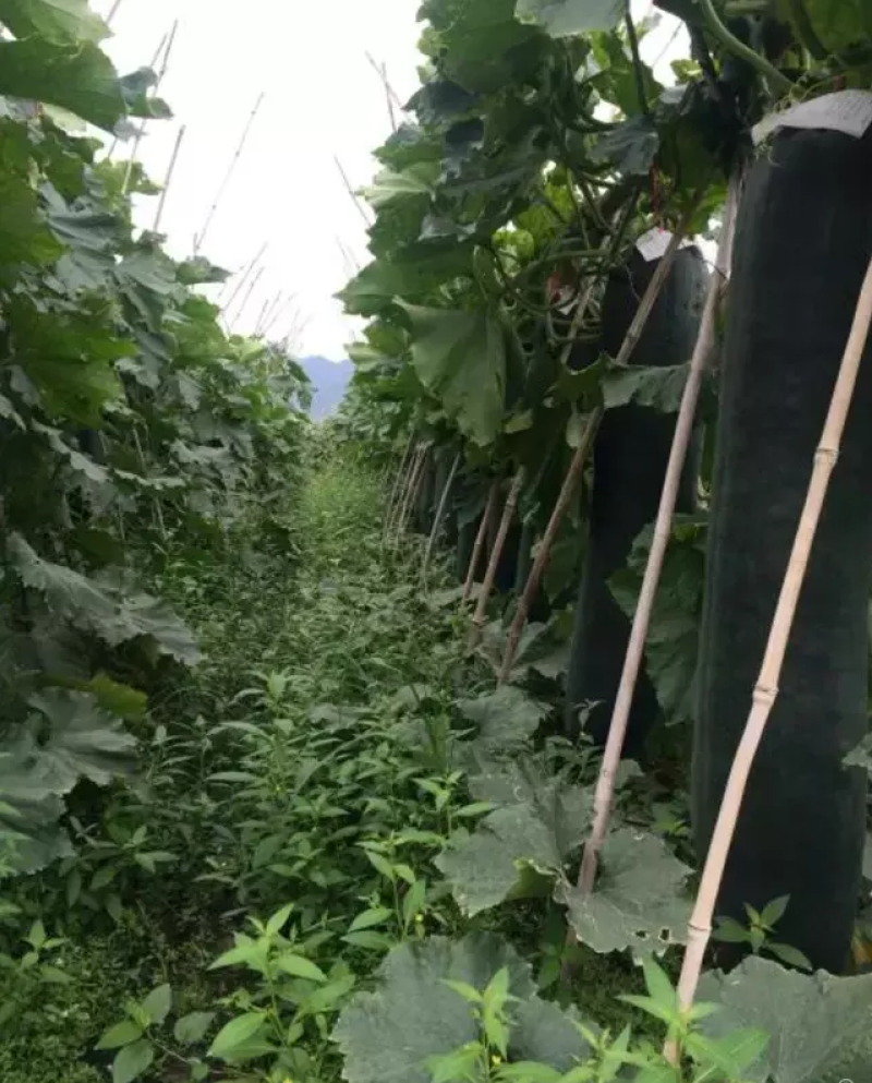 广西博白黑皮冬瓜铁心冬瓜黑皮冬瓜质量保证有售后包赔