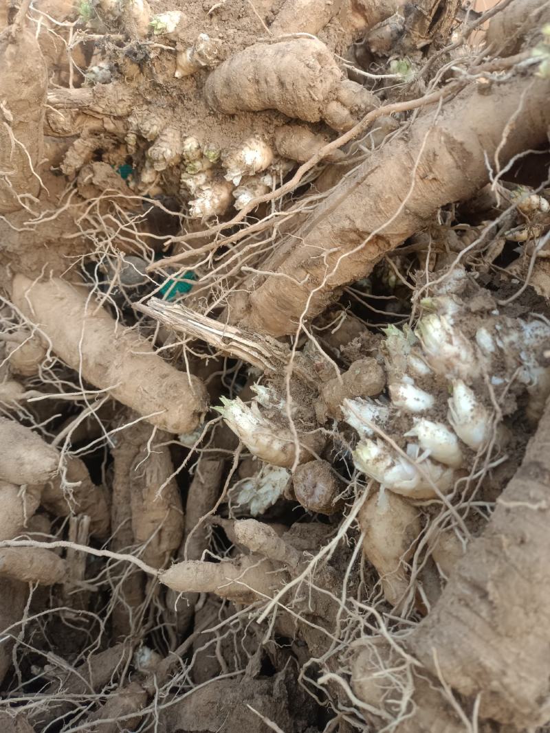 玄参芽，改良玄参、好管理，成活苗高，一年一收成，