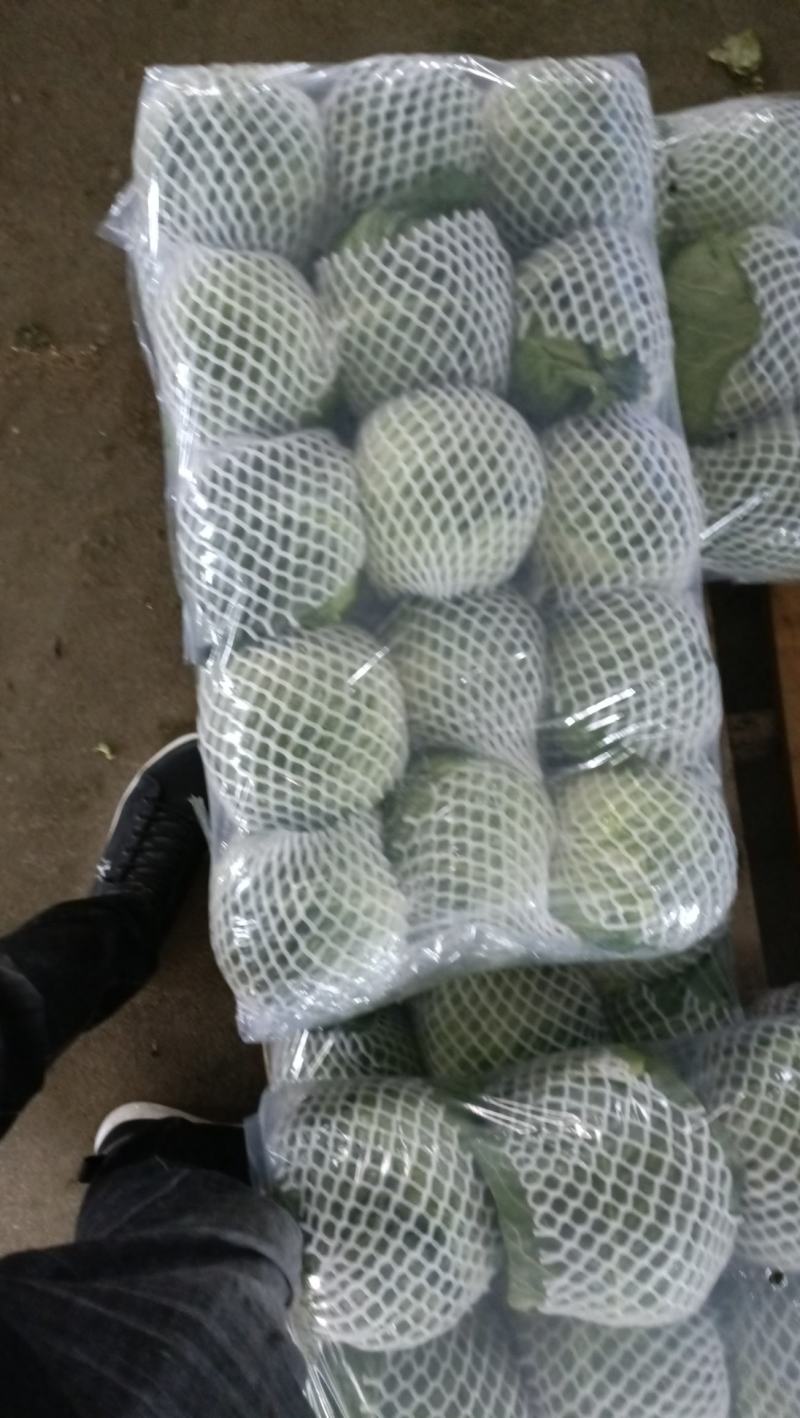 福建漳州甘蓝，牛心包，散装，手提，精品包，一手货源
