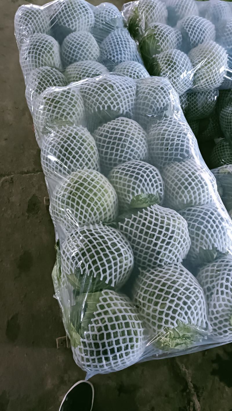 福建漳州甘蓝，牛心包，散装，手提，精品包，一手货源