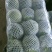 福建漳州甘蓝，牛心包，散装，手提，精品包，一手货源