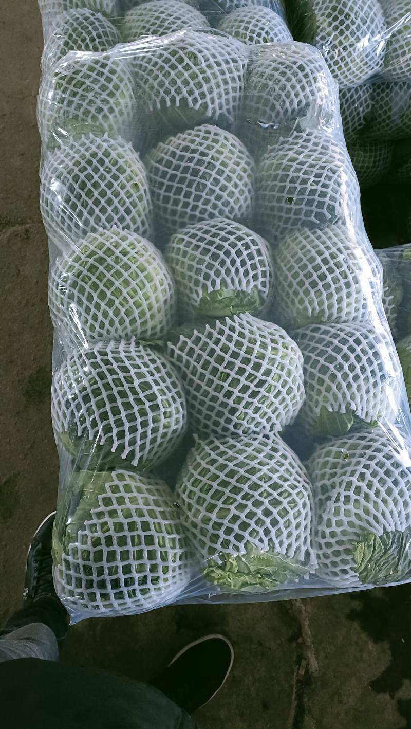 福建漳州甘蓝，牛心包，散装，手提，精品包，一手货源