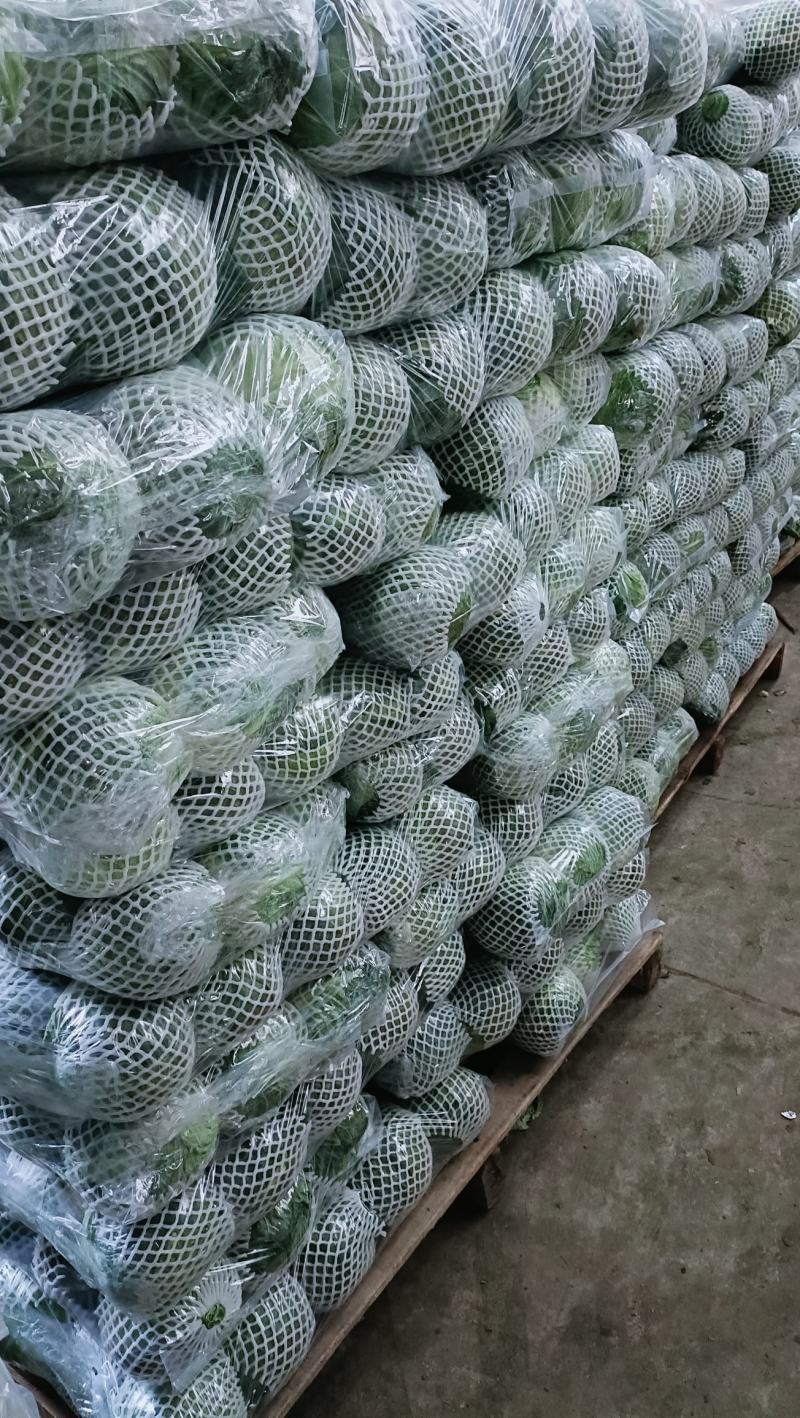福建漳州甘蓝，牛心包，散装，手提，精品包，一手货源