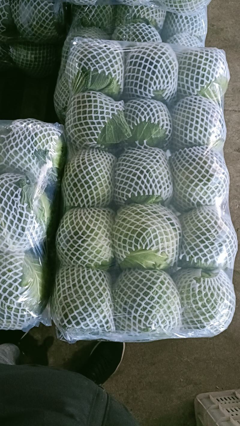 福建漳州甘蓝，牛心包，散装，手提，精品包，一手货源