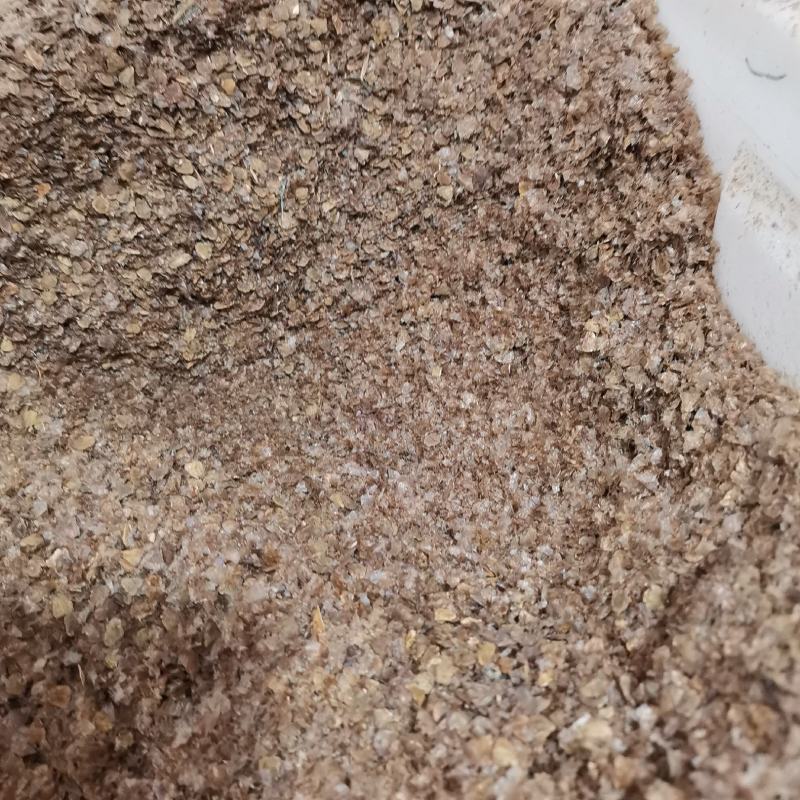 蓝花楹种子带壳林木种籽国产散装四季多年生工程绿化观叶种孑