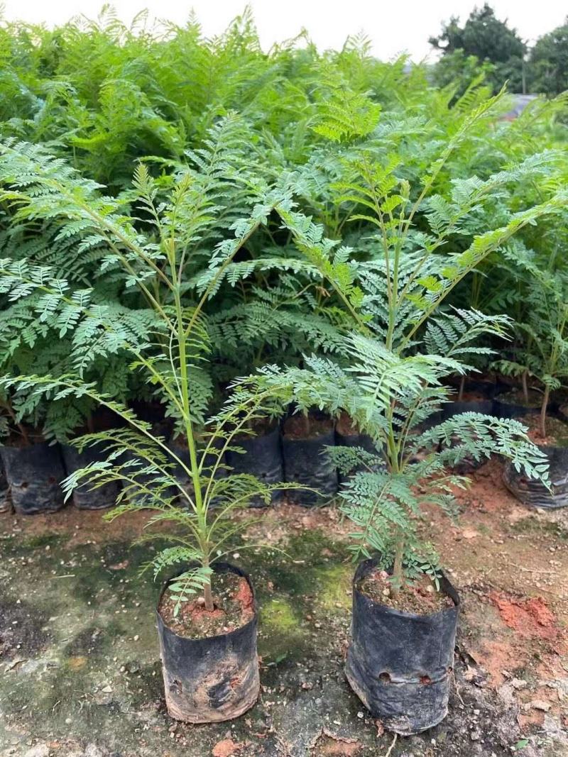 蓝花楹种子带壳林木种籽国产散装四季多年生工程绿化观叶种孑