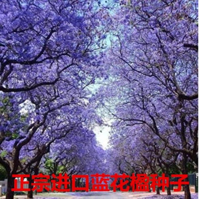 蓝花楹种子带壳林木种籽国产散装四季多年生工程绿化观叶种孑