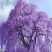 蓝花楹种子带壳林木种籽国产散装四季多年生工程绿化观叶种孑