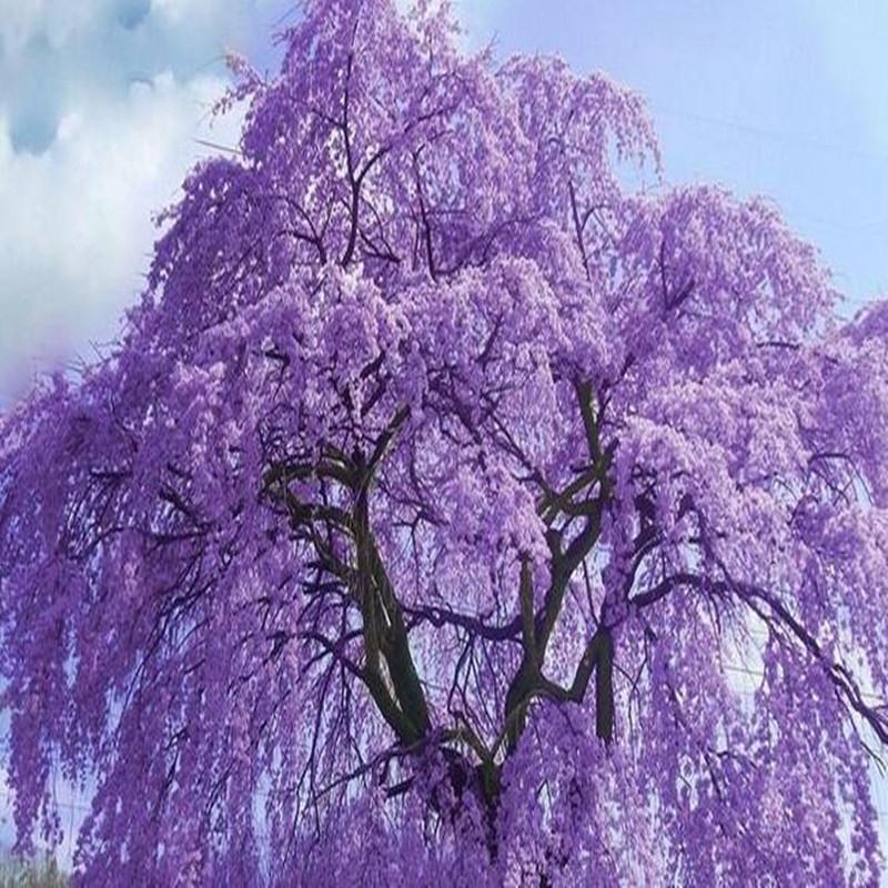 蓝花楹种子带壳林木种籽国产散装四季多年生工程绿化观叶种孑