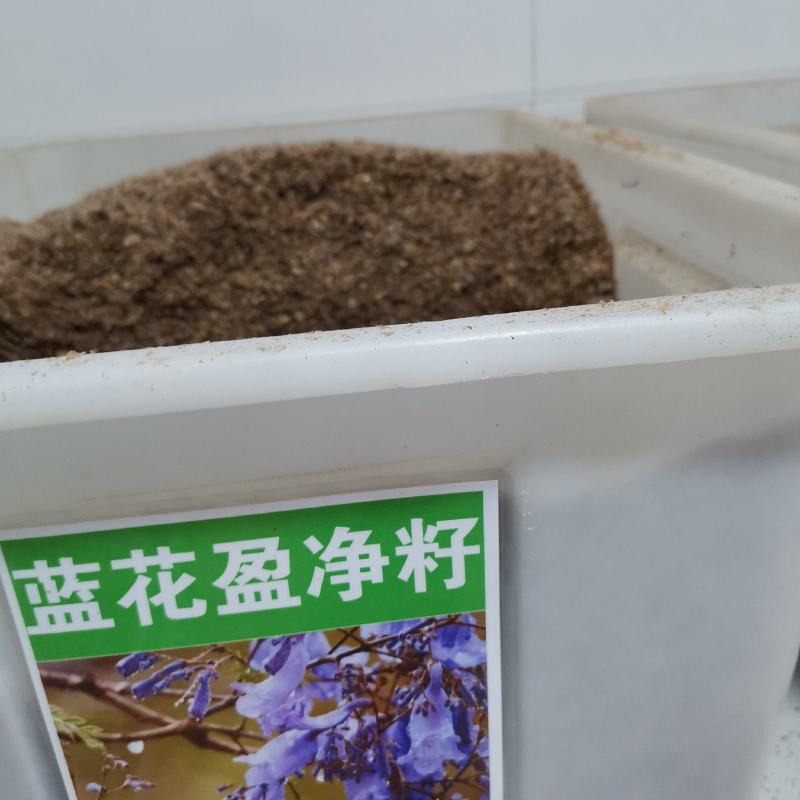蓝花楹种子带壳林木种籽国产散装四季多年生工程绿化观叶种孑