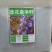 蓝花楹种子带壳林木种籽国产散装四季多年生工程绿化观叶种孑