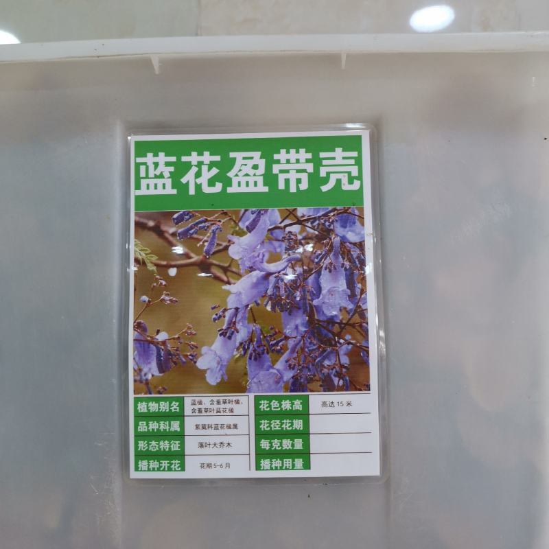 蓝花楹种子带壳林木种籽国产散装四季多年生工程绿化观叶种孑