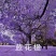 蓝花楹种子带壳林木种籽国产散装四季多年生工程绿化观叶种孑