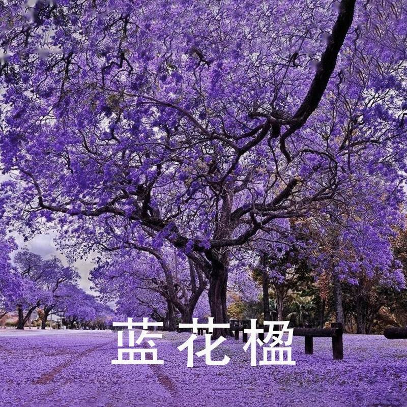 蓝花楹种子带壳林木种籽国产散装四季多年生工程绿化观叶种孑