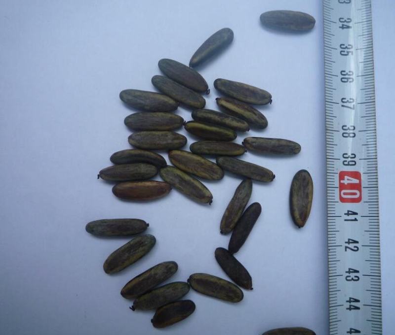 凤凰木树种子包邮红花楹树种子开红花树火树影树金凤景观绿化