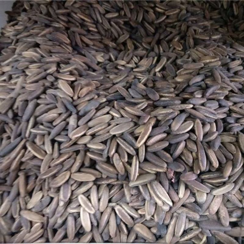 凤凰木树种子包邮红花楹树种子开红花树火树影树金凤景观绿化