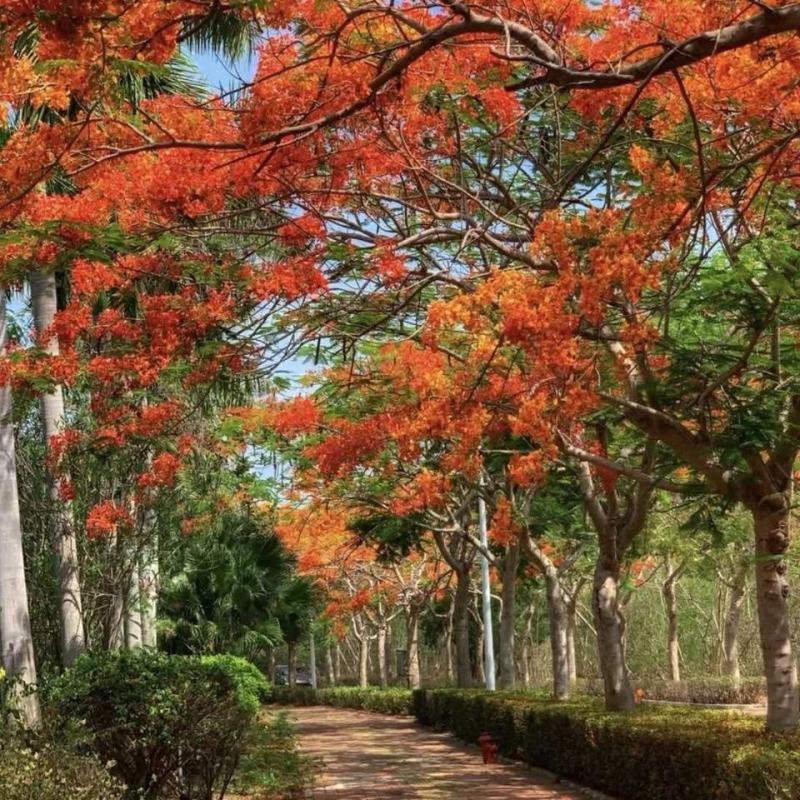 凤凰木树种子包邮红花楹树种子开红花树火树影树金凤景观绿化