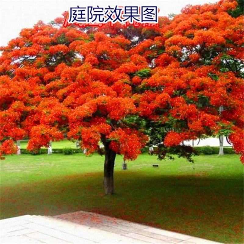 凤凰木树种子包邮红花楹树种子开红花树火树影树金凤景观绿化
