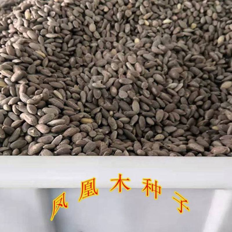 凤凰木树种子包邮红花楹树种子开红花树火树影树金凤景观绿化