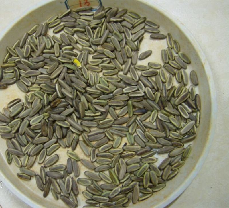 凤凰木树种子包邮红花楹树种子开红花树火树影树金凤景观绿化