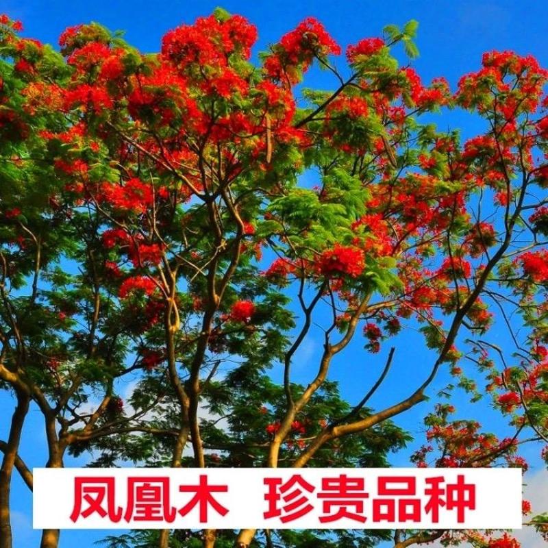 凤凰木树种子包邮红花楹树种子开红花树火树影树金凤景观绿化