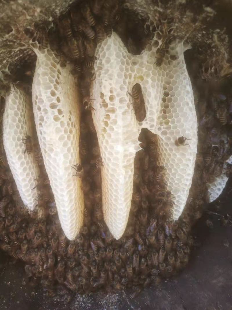 云南原生态无添加蜂蜜