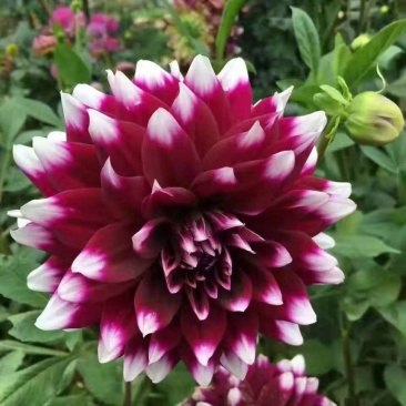 进口大丽花