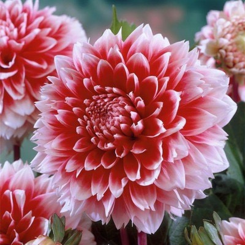 进口大丽花