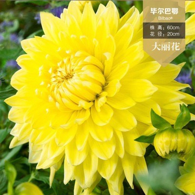 进口大丽花