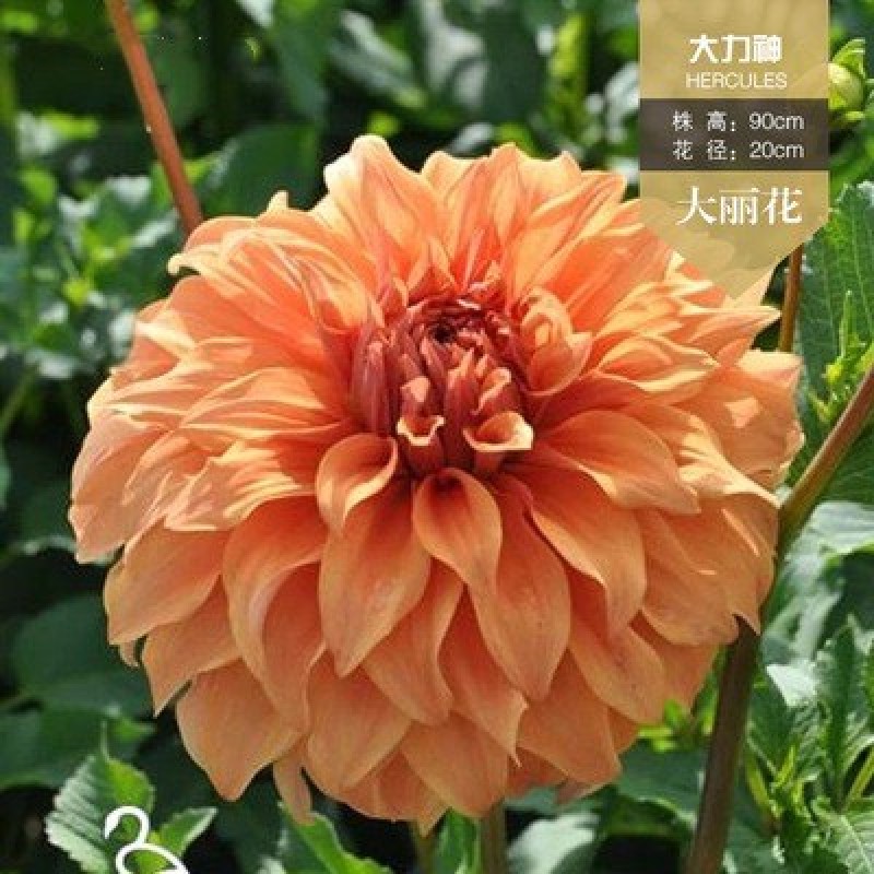 进口大丽花